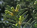 Opening leaf buds in spring