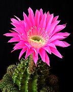 Echinopsis