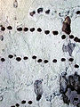 Drill holes made by a Sphyrapicus woodpecker