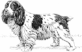 Spaniel 2 (PSF).png