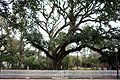 The Hammond Oak in Hammond, Louisiana (2004)