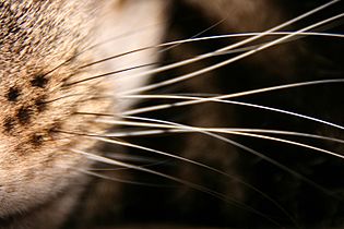 Cat whiskers