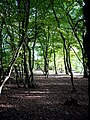 Hornbeam coppice woodland, Pound Wood, Thundersley Essex, United Kingdom