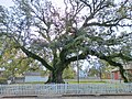 The Hammond Oak in Hammond, Louisiana (2023)