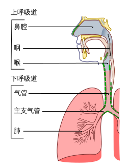 File:Illu conducting passages zh.svg