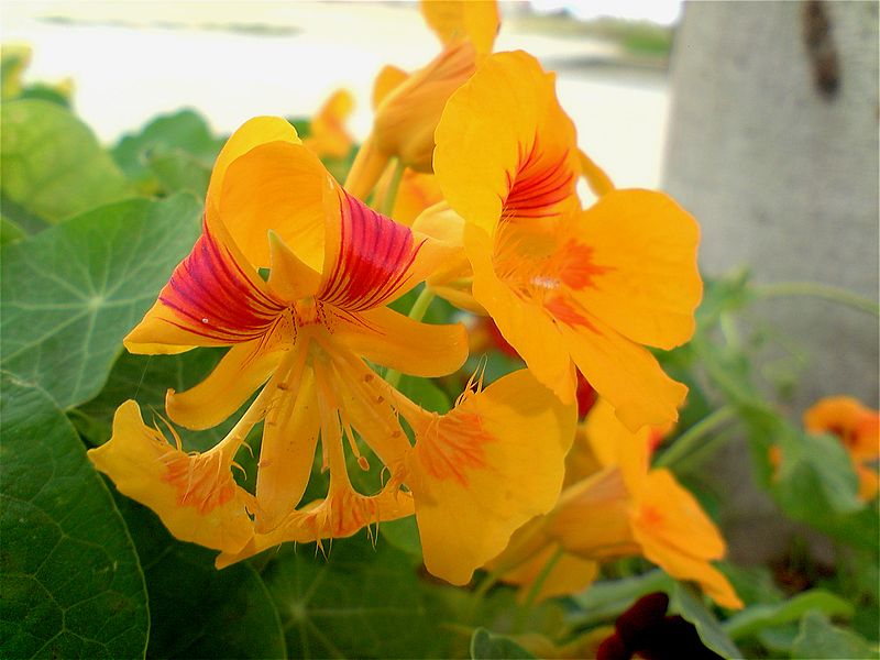 File:My Garden Flower 06.JPG