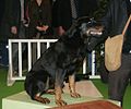 Beauceron presented in a "traditional working environment" (framed)