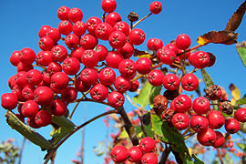 Rowan berries (Sorbus aucuparia)