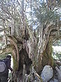 Old Taxus baccata called 'Tejo de Barondillo', located in the Guadarrama mountain range, central Spain.