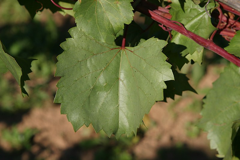 File:Vitis Rupestris.JPG