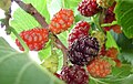 Ripening fruit of a black mulberry.