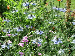 Love-in-a-mist (Nigella damascena)