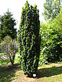 Taxus baccata 'Fastigiata'