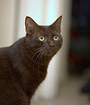 Chocolate (brown) cats