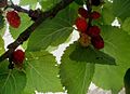 Fruits and foliage.