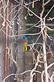 Scarlet-chested parrot at the Las Vegas Zoo