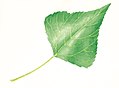 Populus nigra leaf