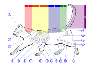 Diagram of the skeleton of a cat