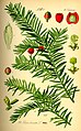 Taxus baccata plate 22 in: Otto Wilhelm Thomé: Flora von Deutschland, Österreich u.d. Schweiz, Gera (1885)