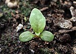 Thumbnail for File:Salix caprea seedling kz05.jpg