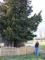 Oldest in Poland, located in Henryków Lubański.