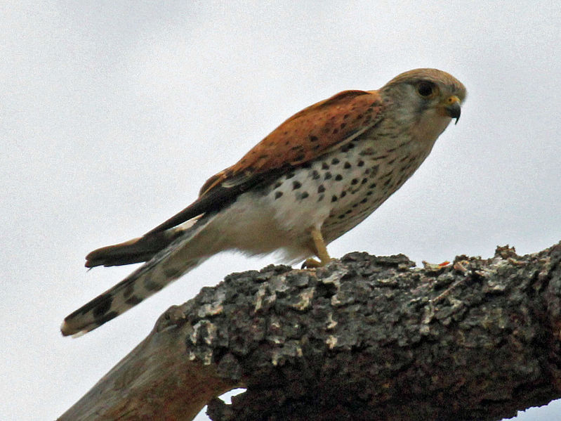 File:Madagascar Kestrel RWD.jpg