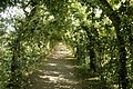 Remarkable tree covered walks in La Reid (Belgium)