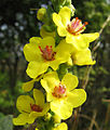 Flowers close up