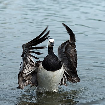 Branta leucopsis (cat.) Featured Pictures of Anatidae