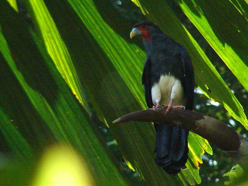 File:Red throated Caracara.jpg