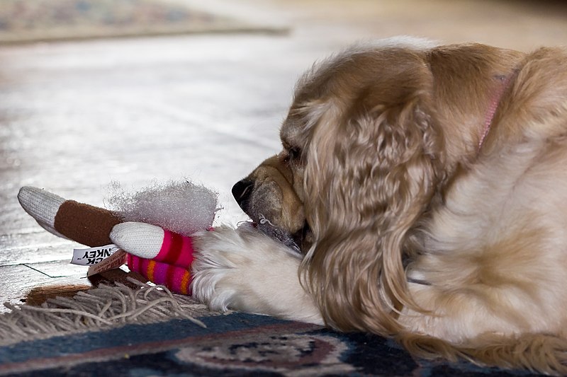 File:Cocker spaniel tearing at a monkey doll, 2015-01-02 01.jpg