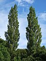 Populus nigra 'Plantierensis' - typical broader, densely foliaged trees