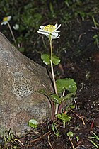   Caltha leptosepala