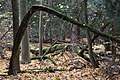 Forest, Nature reserve "Cisy Staropolskie", Poland