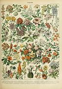 Montage drawing of varieties of flowers