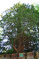 Remarkable tree in Braine-le-Château - Belgium