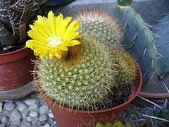 Parodia microsperma