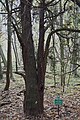 Forest, Nature reserve "Cisy Staropolskie", Poland