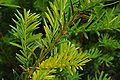 Taxus baccata chimera