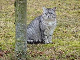 Mackerel tabby cats