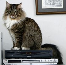 Maine coon