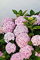 Flowers, buds and leaves