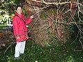 Trunk - Remarkable tree in Braine-le-Château - Belgium