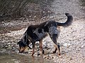 Beauceron harlequin