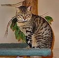 Brown spotted tabby