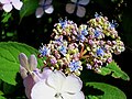 Hortensia buds budding