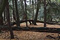 Forest, Nature reserve "Cisy Staropolskie", Poland