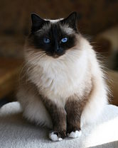 Birman cat