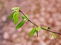 Young leaves