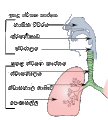 සිංහල (GIF)